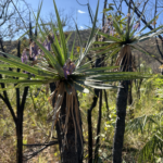 Preservação do Cerrado: entre os desafios atuais e os caminhos para restaurar o bioma