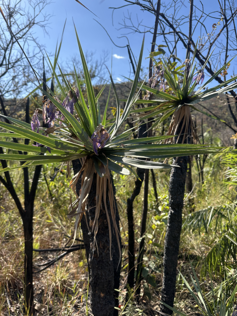 Preservação do Cerrado
