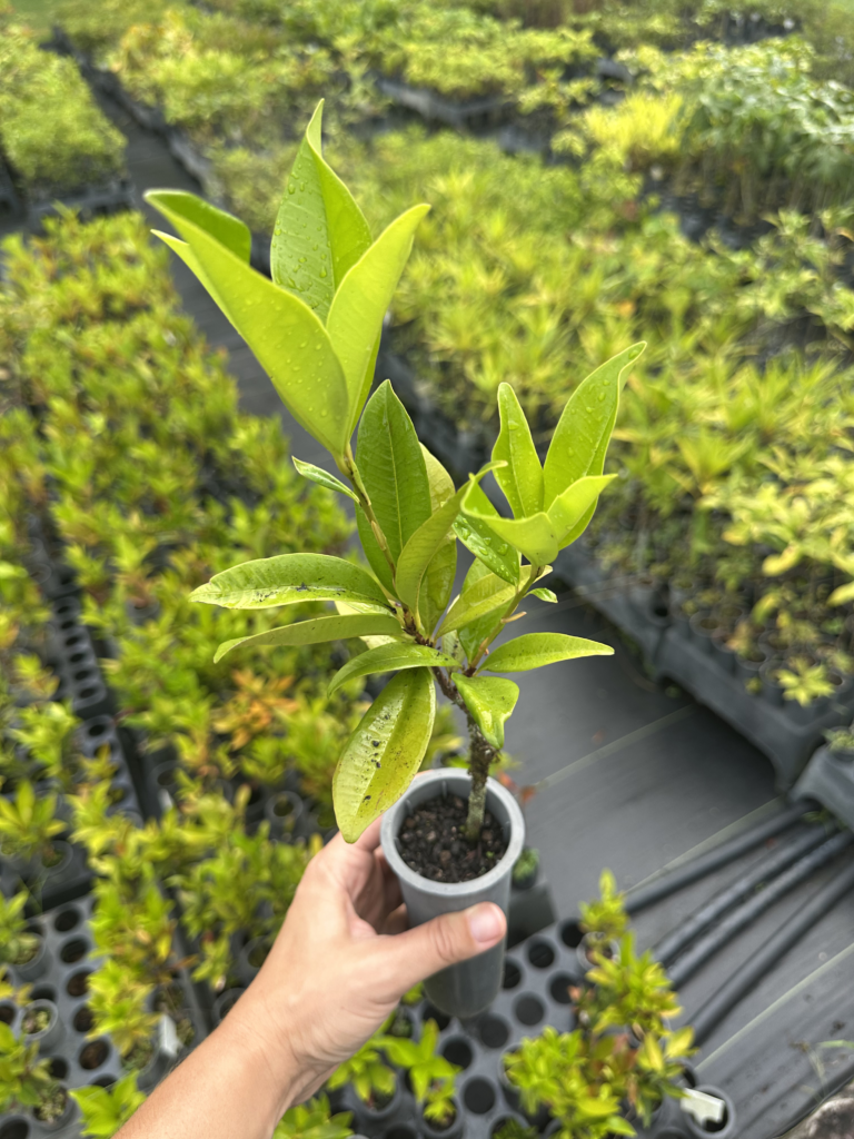 Venda de plantas
