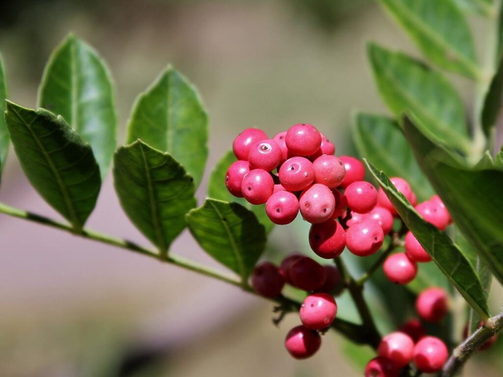 Plantas medicinais